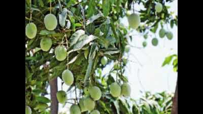 Andhra Pradesh: Low prices disrupt mango jelly trade in Vizianagaram