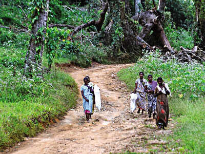 The land is distributed to tribes people after a joint verification of forest and revenue department officials. Land is ready for distribution for 310 families through state land bank