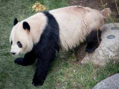 Panda escapes from enclosure at Danish zoo; returned safely