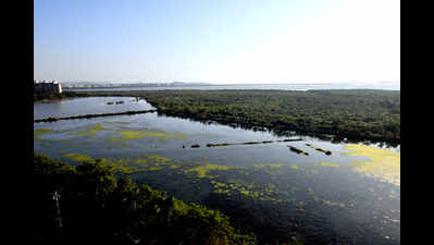 Navi Mumbai: Activists welcome declaration of 6 wetlands as eco-sensitive zones; demand scrapping of golf course at Nerul