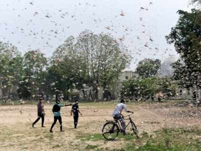 India to deploy five aerial spray kits with GPS trackers for its locust control operations
