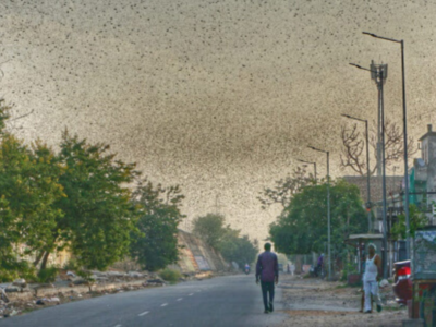 Locust attacks in Jaipur’s rural areas