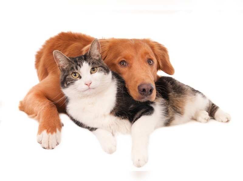 Planning to adopt a second pet baby? Here’s how to avoid furry sibling rivalry