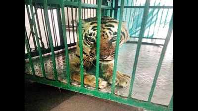 Nagpur: Tiger that mauled 5 dies due to ‘septicaemia’