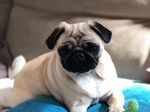 Pug