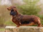 Dachshund