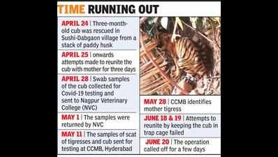 Attempts to reunite tiger cub with mother put on hold in Chandrapur