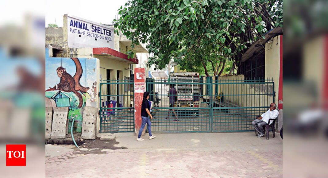 Two vets take charge of animal shelter, say no videos are allowed inside Noida News Times of