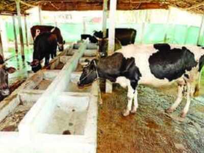 Govt approves Rs 15,000 crore fund to promote dairy, meat processing and animal feed projects | India News - Times of India Govt approves Rs 15,000 crore fund to promote dairy, meat processing and animal feed projects | India News - Times of India