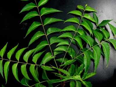 Neem juice: Trusted options to gain the benefits of neem leaves
