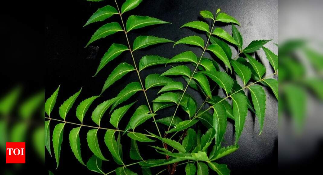 Neem Juice: Trusted options to gain the benefits of neem leaves | - Times of India Neem Juice: Trusted options to gain the benefits of neem leaves | - Times of India