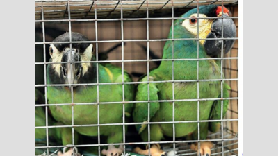 22 macaws being smuggled to Bengaluru rescued at Kolkata airport; duo held