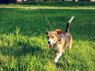 Leash for dogs: Durable options that are apt for your pets