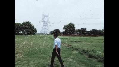 Swarms of locusts enter dist from Mirzapur, Jaunpur