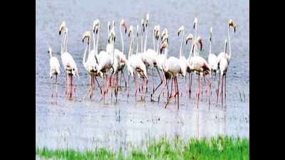 Nizamabad backwaters new haven for first-time winged guests