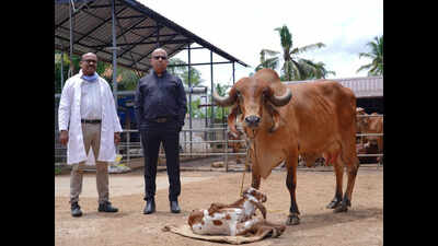 Kerala: 'Test tube' Gir calf born in indigenous cattle farm
