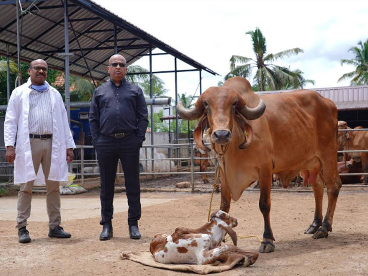 Kerala: 'Test tube' Gir calf born in indigenous cattle farm ...