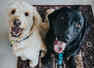 Tips to use essential oils on pets
