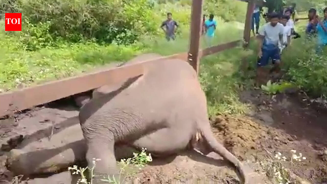 How people came to the rescue of a stuck elephant