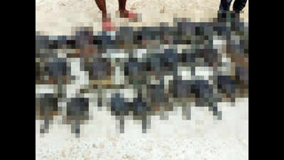 Vadodara: 36 flapshell turtles found dead in lake on Ajwa Road