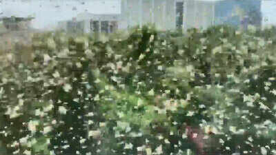 Locust attack: Swarms enter Gurugram, but may spare Delhi