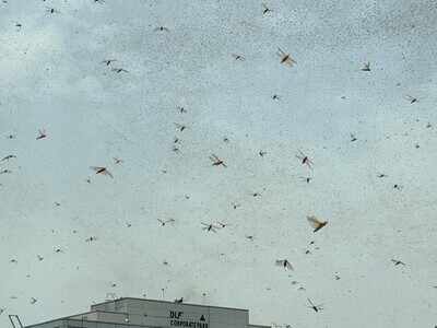 Locust attack: Swarms enter Gurugram, but may spare Delhi