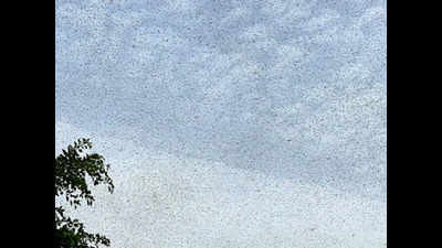 Haryana issues alert after swarms of locusts enter Rewari, Gurugram districts
