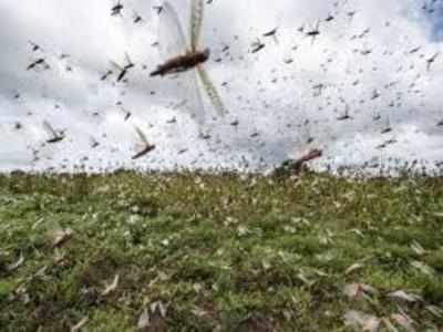 Locust menace in Haryana, UP: Top developments