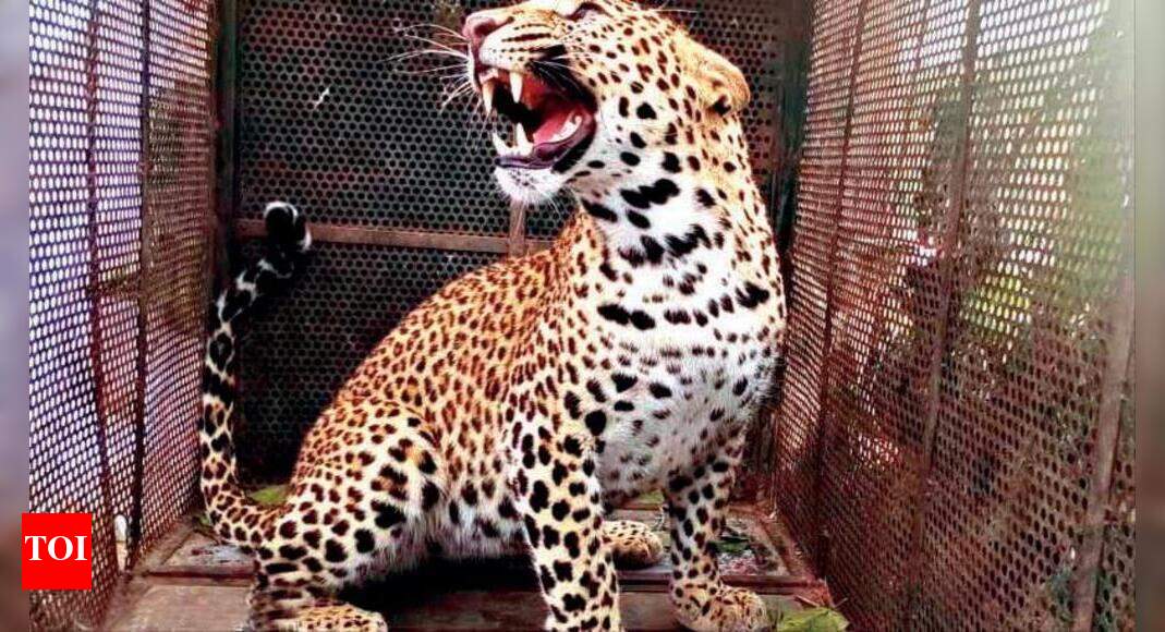 Woman’s nose fractured after leopard attack | Rajkot News - Times of India