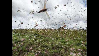 Locust attack in UP, districts put on alert