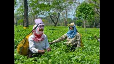 Assam: Tips for tea planters in flood season