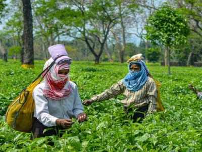 Assam: Tips for tea planters in flood season