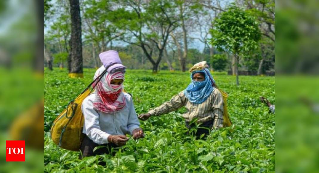 Assam Tips For Tea Planters In Flood Season Guwahati News Times Of India 4998