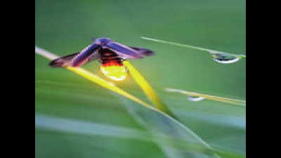 Fireflies blink in unison sans fanfare