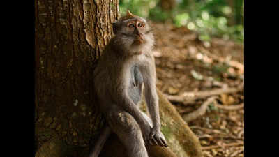 Monkey hanged in Telangana's Khammam