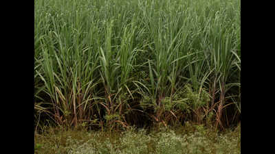 Uttar Pradesh cane admin promotes new tech to raise sugarcane productivity