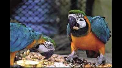 Zoo officials take steps to keep birds and fishes safe in monsoon