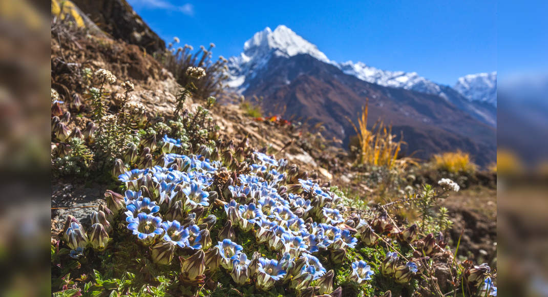 Spotting Wildflowers In The Himalayas; Our Top Five | Times Of India Travel