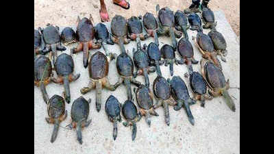 Detailed probe sought into death of 36 flapshell turtles in Vadodara