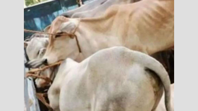 ‘Carcass cut open, live calf tied inside': BSF busts ‘cruel' smuggling bid along Bangladesh border