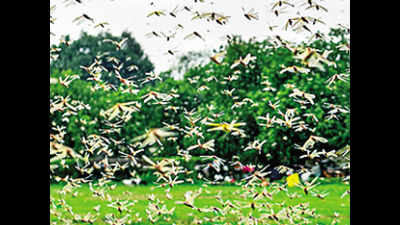 Locust attack: Bihar government puts ten districts in ‘danger zone’