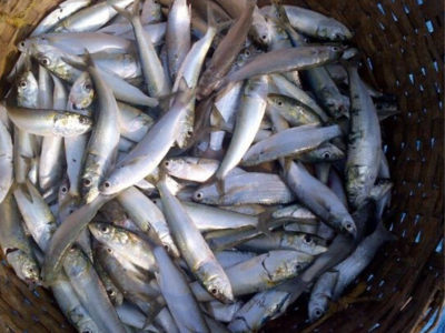 Kerala’s landings down by 15%; sharp decline in oil sardine and Indian mackerel