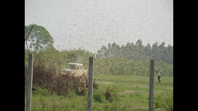 After invading rural landscapes, swarms of locust enter residential pockets of Kanpur