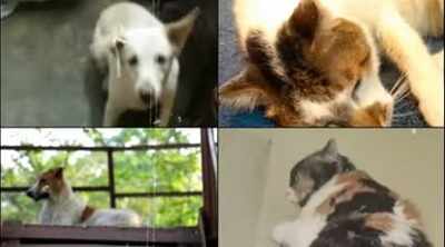 Music video on pets to beat pandemic blues