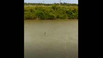 Odisha: Dolphin sighted in Palur canal in Ganjam after few decades