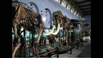 Indian museum amps up maintenance drive as monsoon hits Kolkata