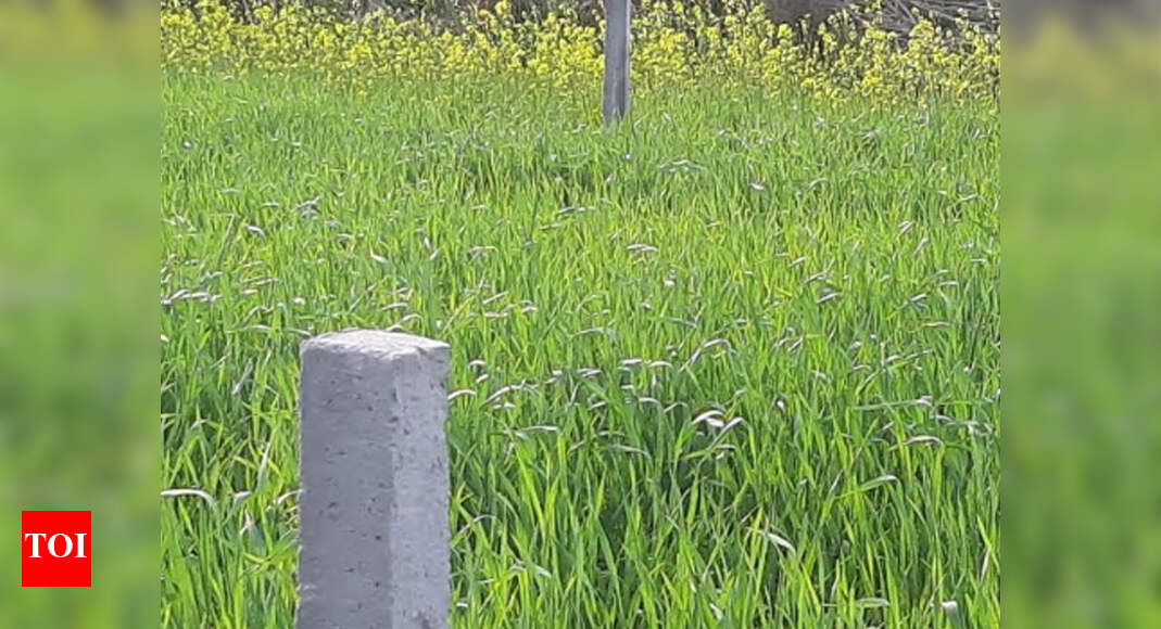 164-acres of illegal possession of forest land vacated in Ambala, tree ...