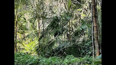 Greens oppose cane plantation in Western Ghats of Dakshina Kannada