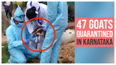 47 goats quarantined after goatherd tests COVID positive in Karnataka