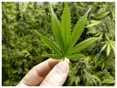 Family mistakes Marijuana for Methi , hospitalized after eating ‘Ganja Subzee’